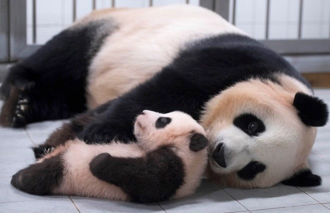 푸바오 반환 이유 근황