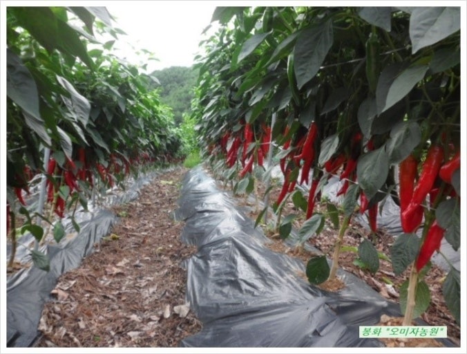 2025년 여름, 가족과 함께 떠나는 전국 농촌 체험마을 BEST 5 관련 사진