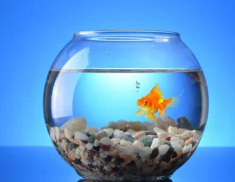 물고기 꿈해몽 풀이