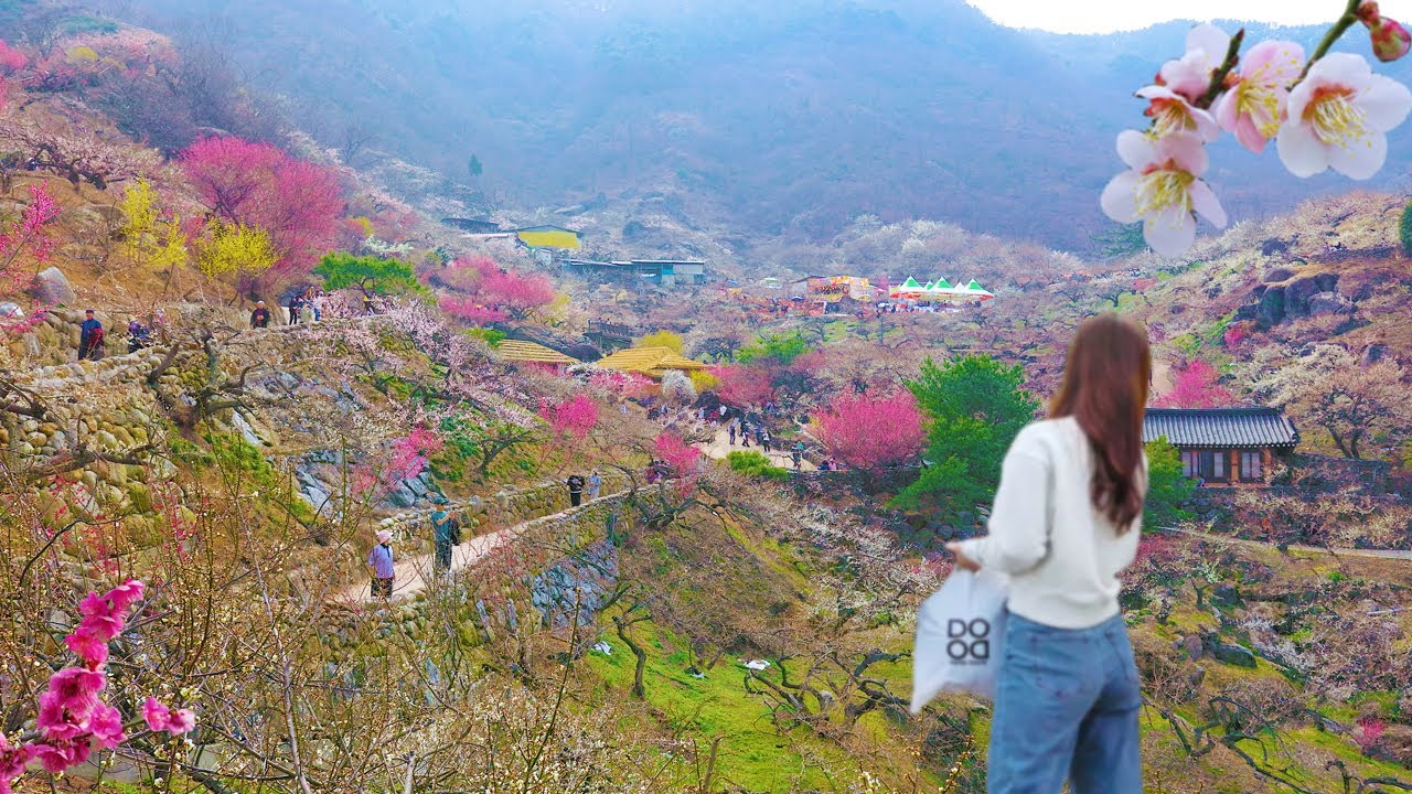 광양매화축제 2025 총정리 – 개화율, 교통, 주차, 입장료 정보