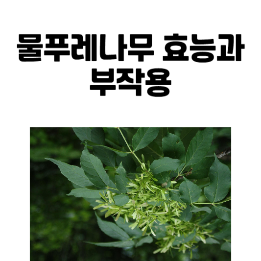 물푸레나무 효능과 부작용