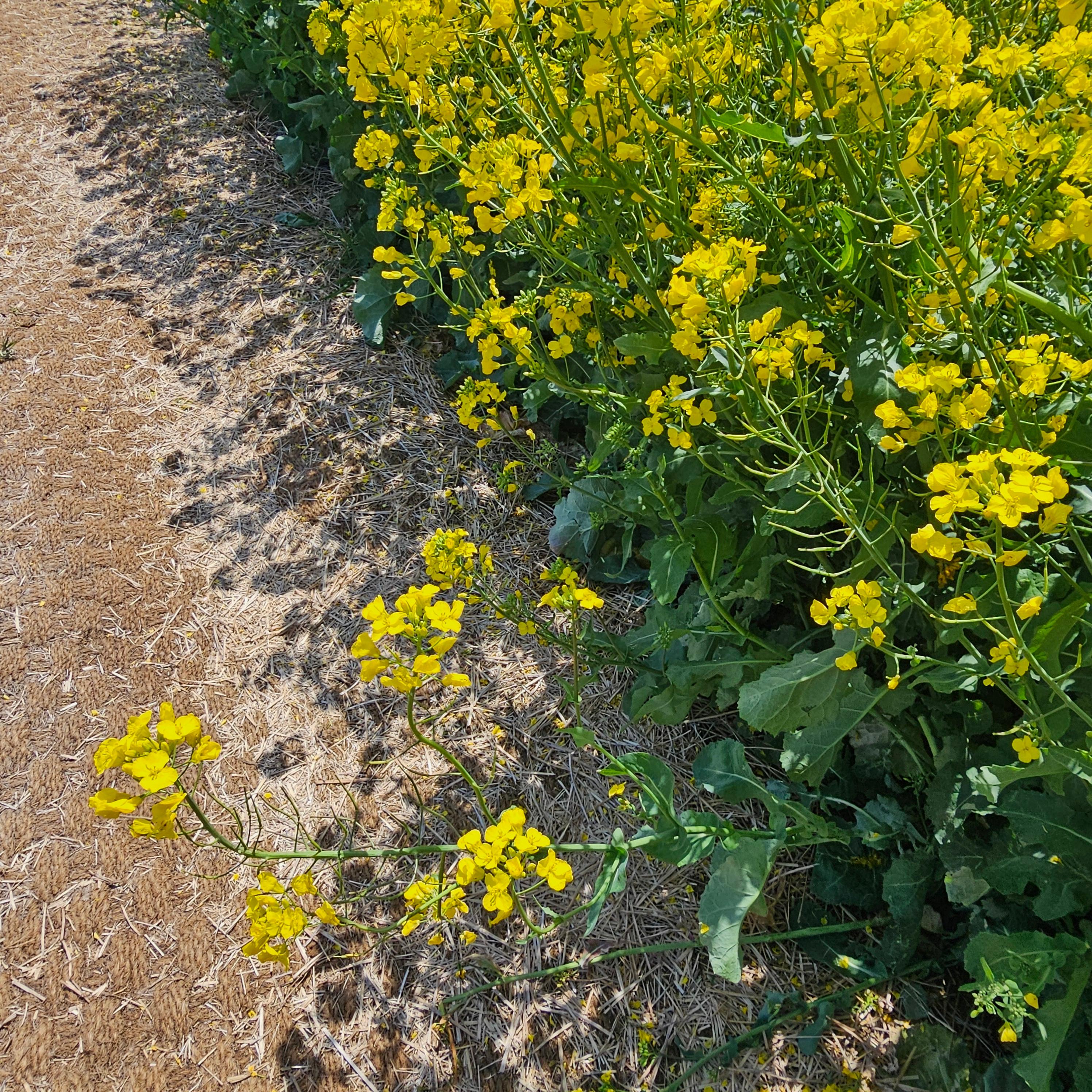 포항 호미곶 유채꽃에 바다를 담다