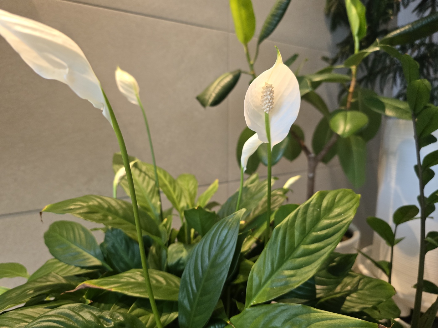 꽃대들이 계속올라오고있어요