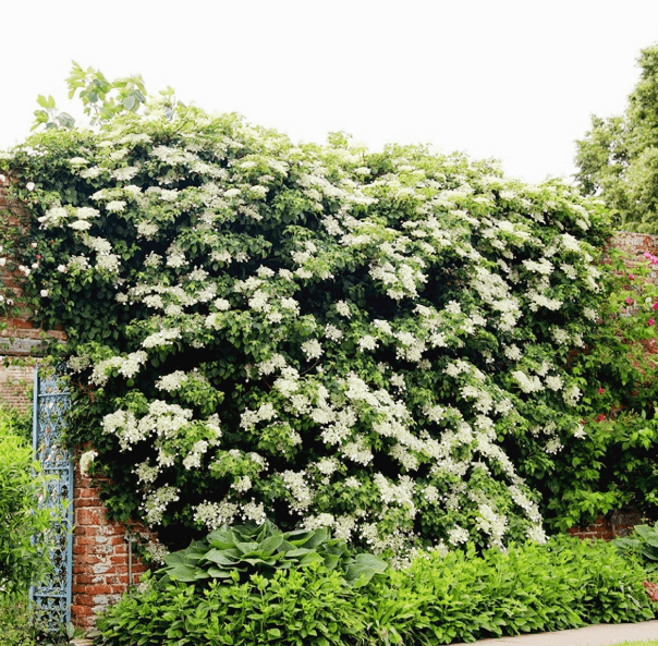 등수국 개화시기 꽃말 물주기 키우는법 알아보기