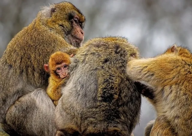 달래 손질 방법 달래장 맛있게 꿀팁_4