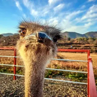 경남 함안 타조 농장 먹이주기, 퀴즈풀기, 알밟기, 교감하기 체험 가볼만한 곳 추천