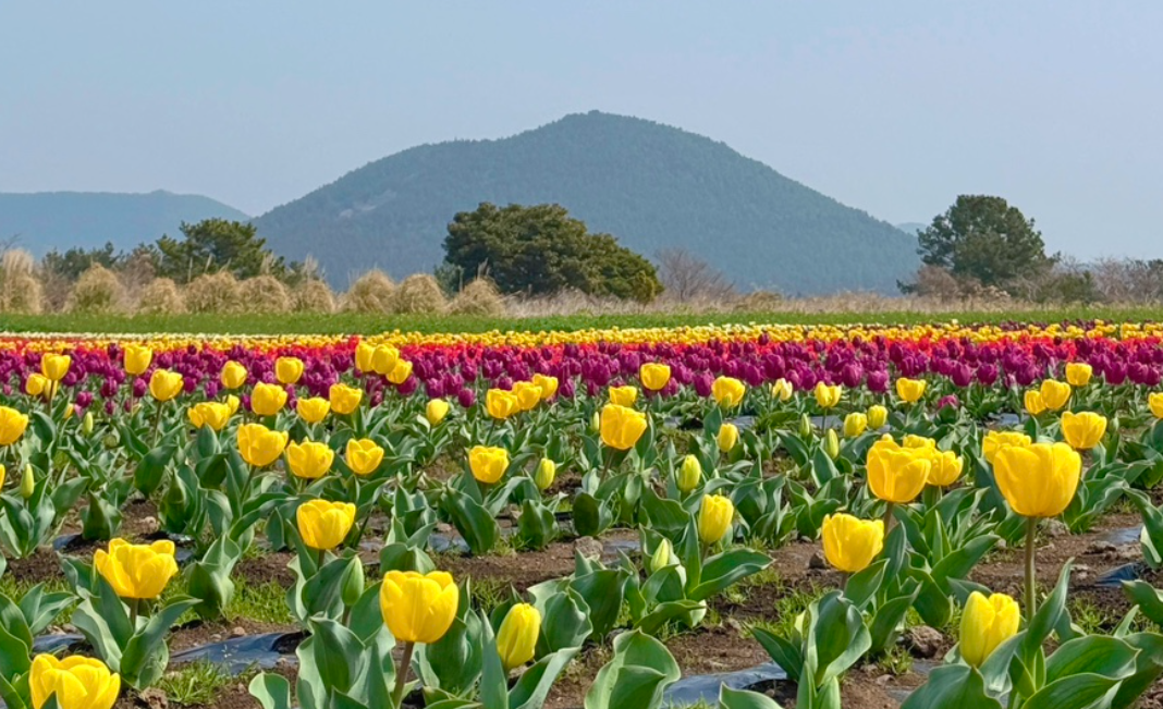 제주 동쪽 보롬왓