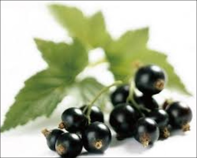 블랙커런트 효능&amp;#44; 혈관 건강까지 한번에