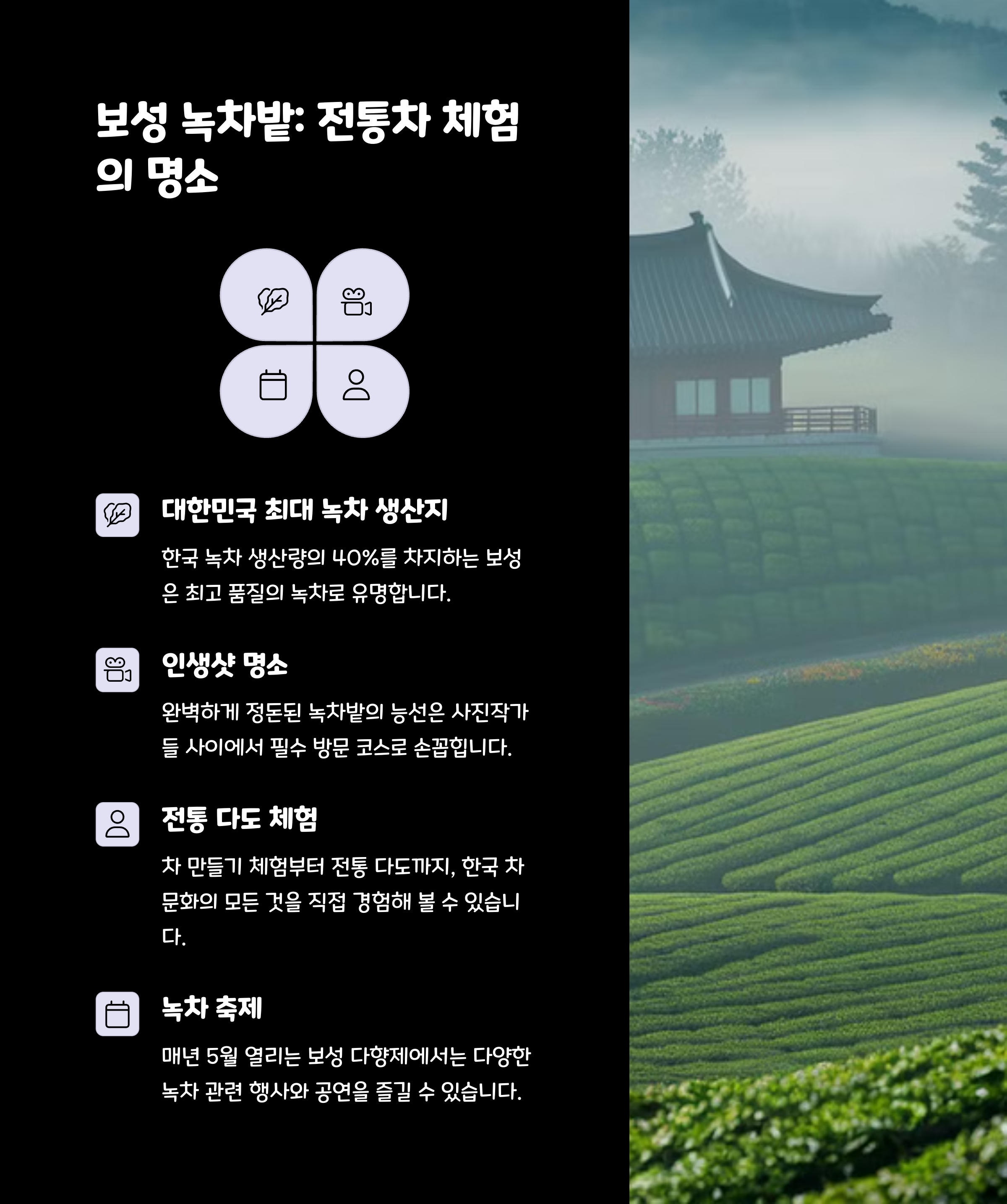 보성녹차밭
