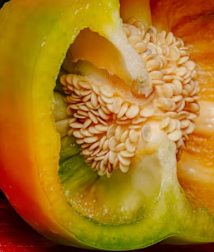 파프리카 효능 부작용 고르는법 칼로리