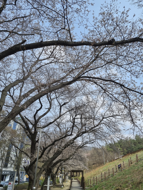 아중호수 벚꽃 현황 2