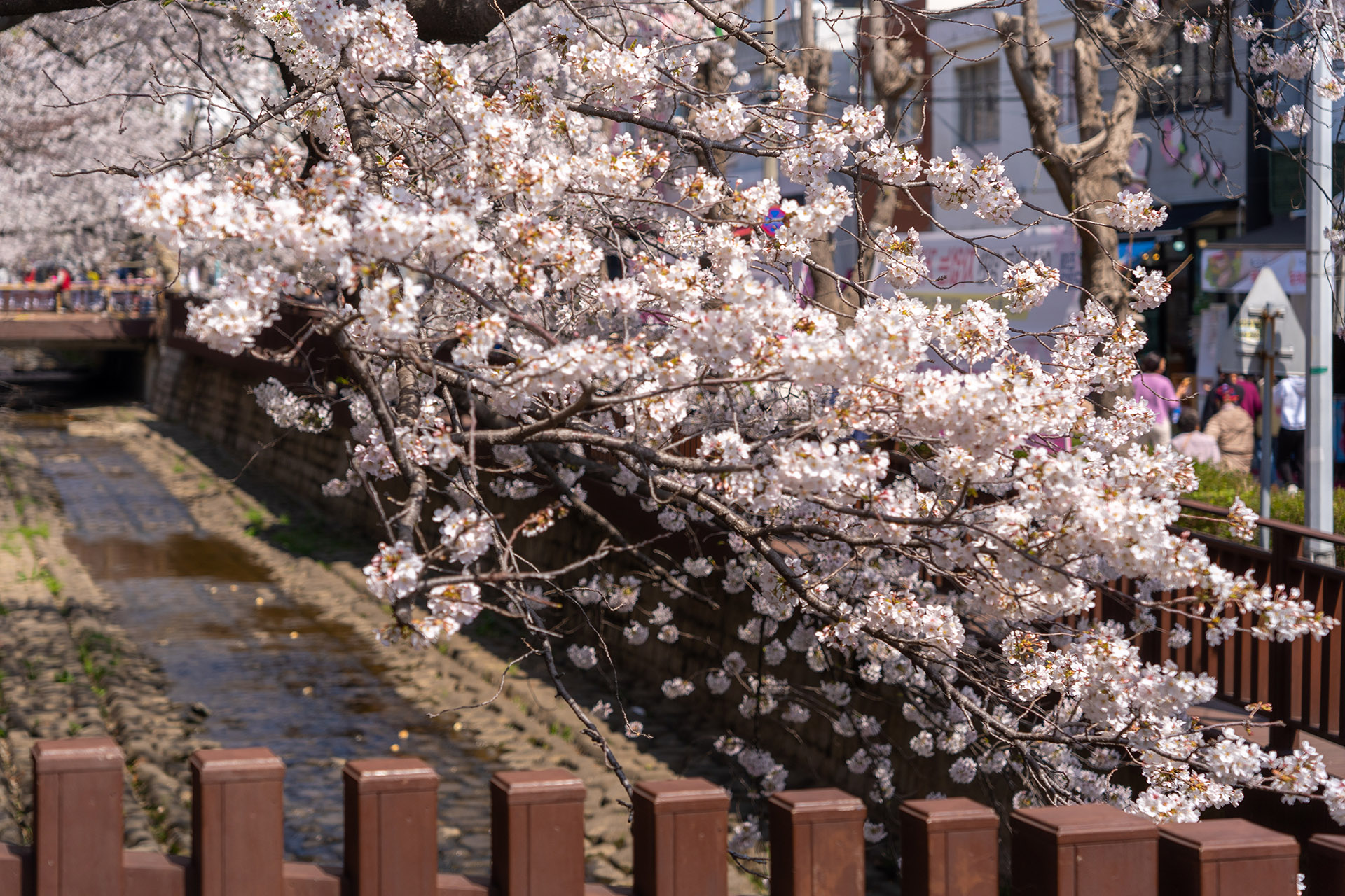 여좌천 시작지점