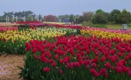 태안 튤립 축제(2025) 일정 맛집 추천관광지 관련 사진