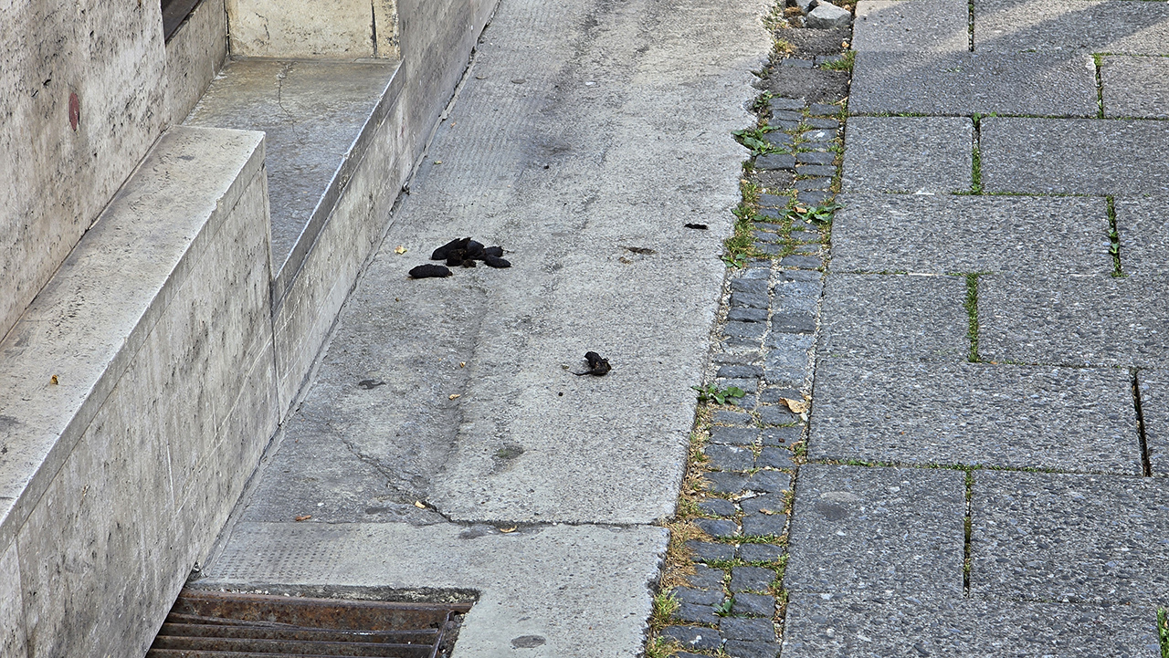 개똥을 치우지 않는 독일인들