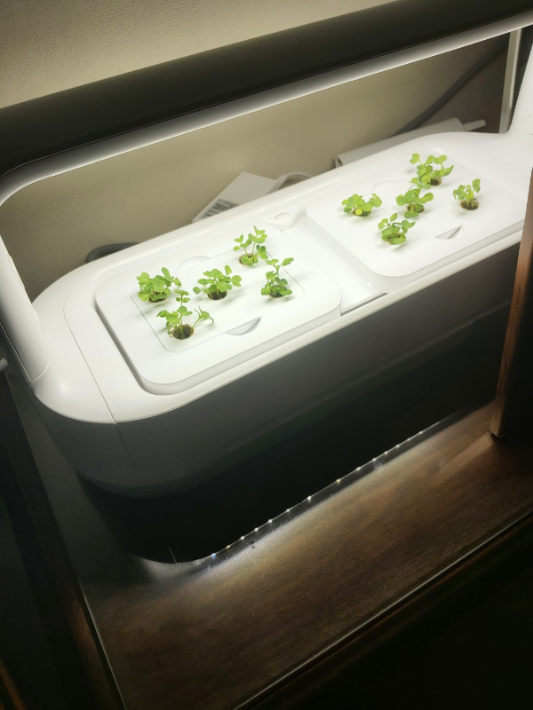 LG틔운 미니 수경재배기, 싹이 올라온 모습