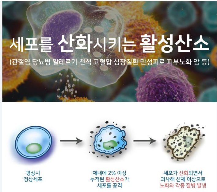 육두구-활성산소 