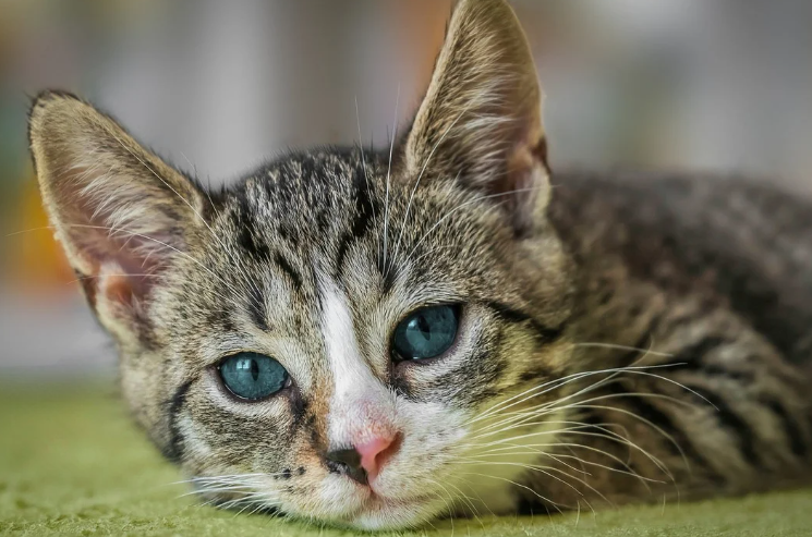 고양이 모래 종류별 비교와 추천 - 우리 고양이에게 딱 맞는 모래는?