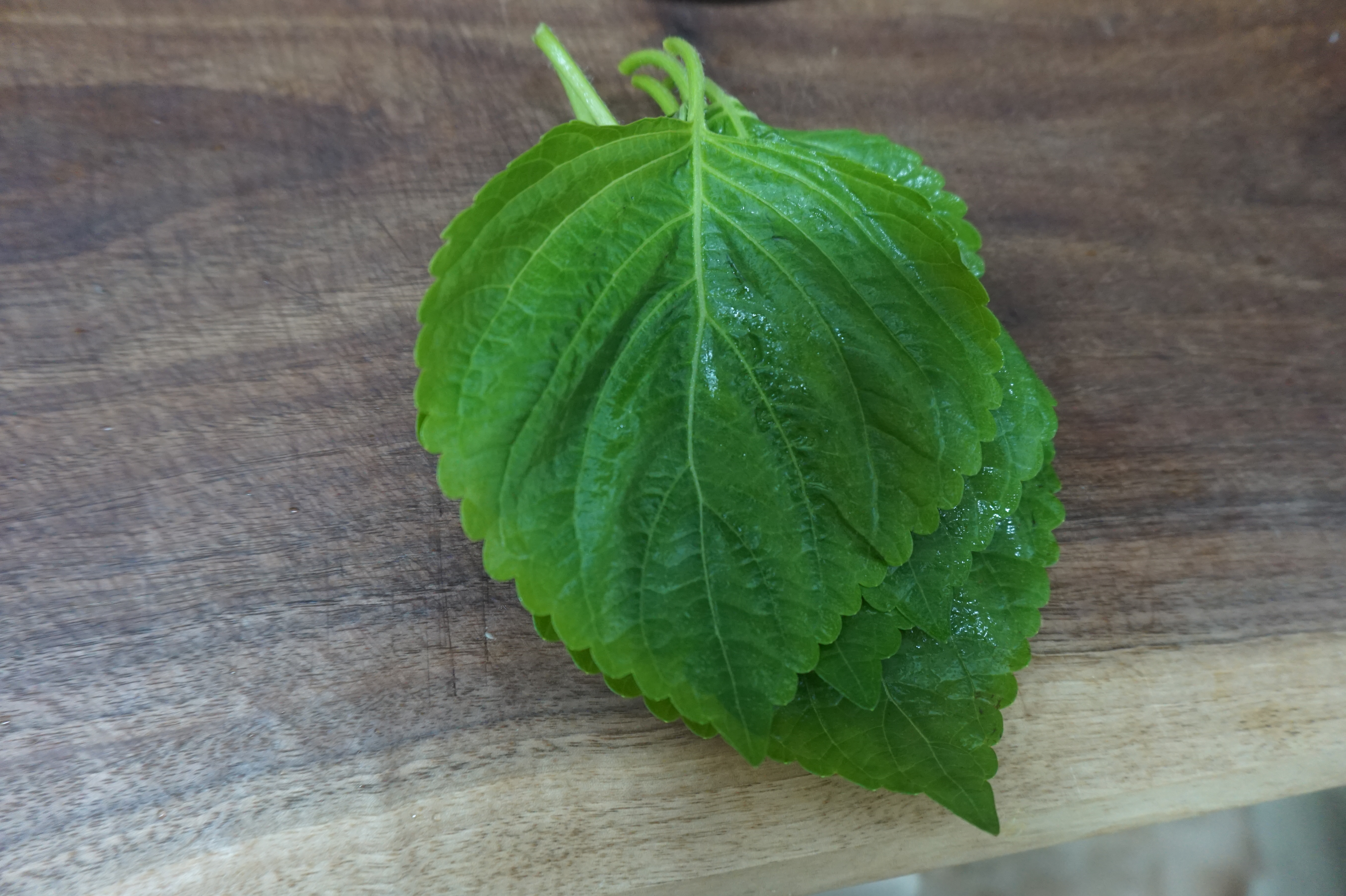 깻잎여섯장사진