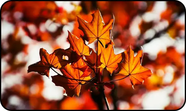 ๋ด์ฅ์ฐ ๋ฑ์ฐ์ฝ์ค ์ถ์ฒ(+ ๋ฑ์ฐ์ง๋ )