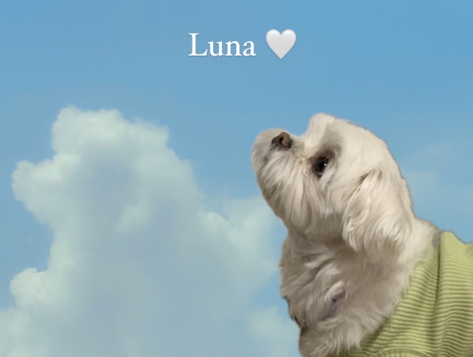 강아지꽃가루황사관리