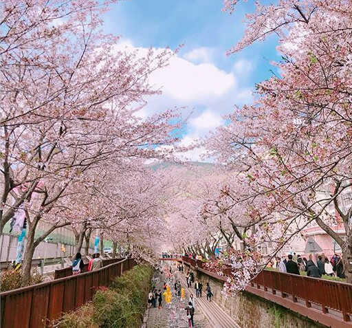 꽃가루 알레르기