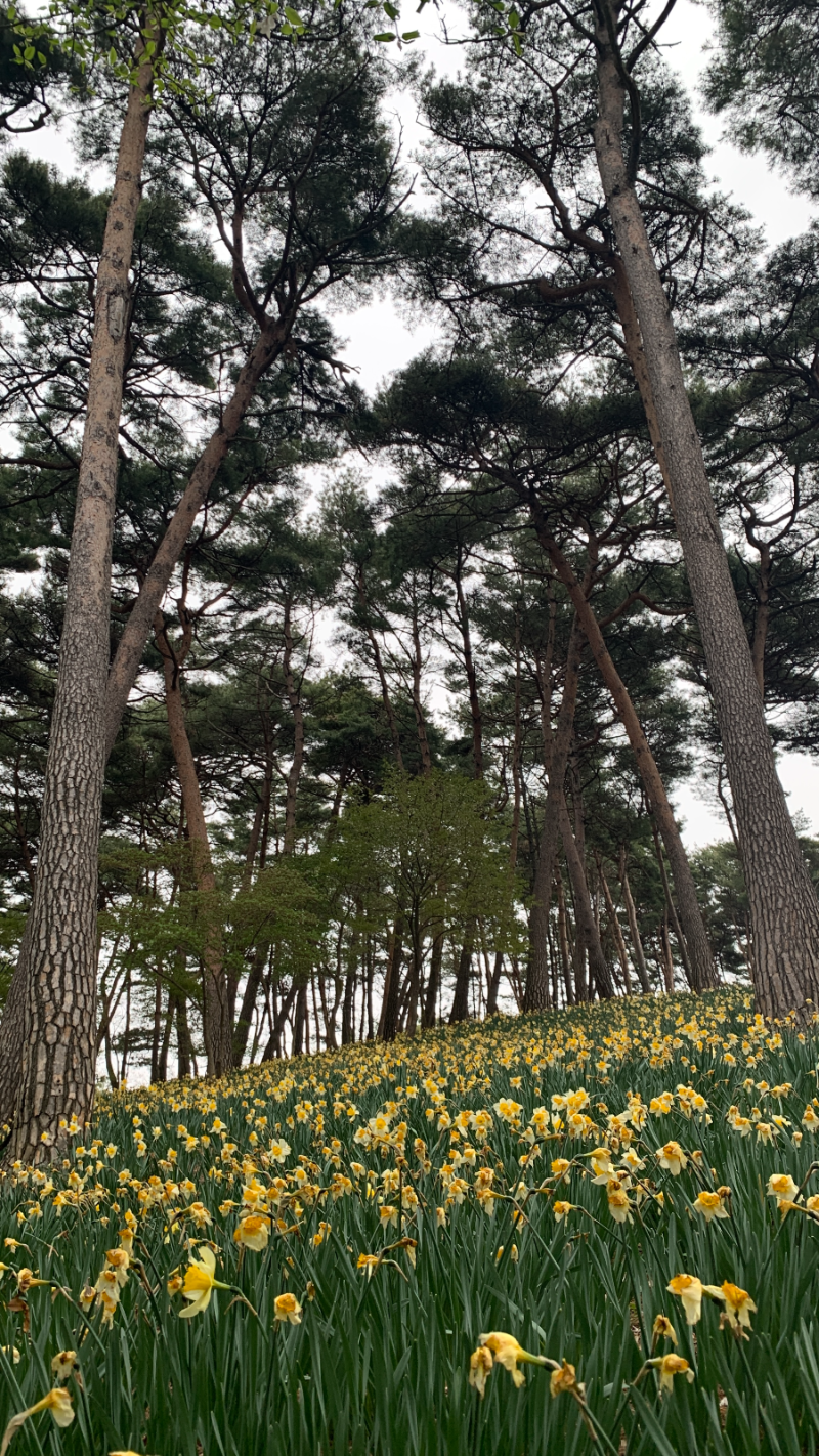 유기방 가옥-수선화 감상