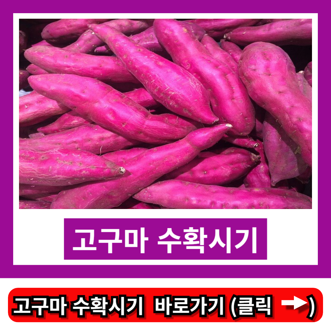 고구마 수확시기
