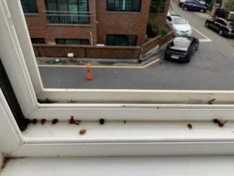 베란다 벌레 완벽 차단 방법과 여름철 실내 해충 예방 꿀팁_13