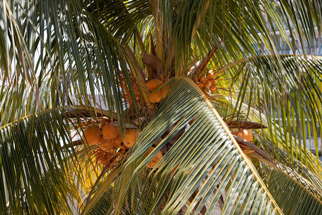 Palm oil