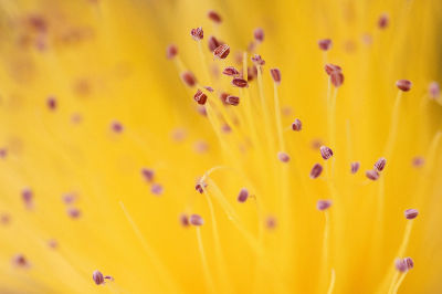 천문학 교육자 지타 스테판
