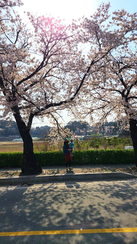 2023-강릉경포-벚꽃축제