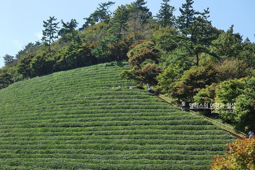 국내 이국적이거나 이색적이거나 가을 여행지 추천 BEST 07 신안퍼플섬 하동 삼성궁 다랭이 마을 포함