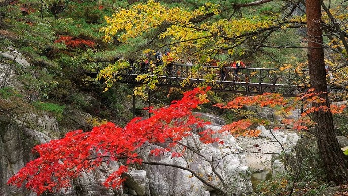 가을 단풍여행 꼭 가볼한 곳 베스트 5 여기는 꼭 가보세요!