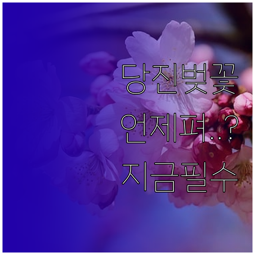 당진 벚꽃 개화 시기 및 주변 가볼 ..