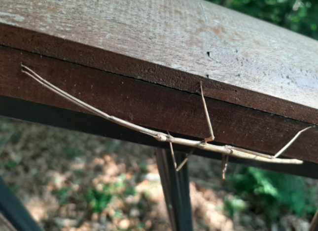 인천 대벌레 정체 문학산 계양산 대량 출몰 해충 익충 분석 총정리 3