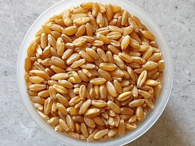 단백질이 풍부한 카무트 쌀