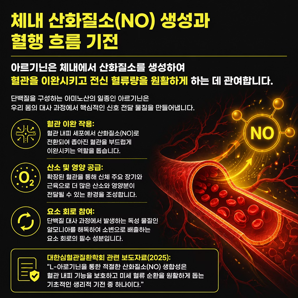 체내 산화질소(NO) 생성과 혈행 흐름 기전