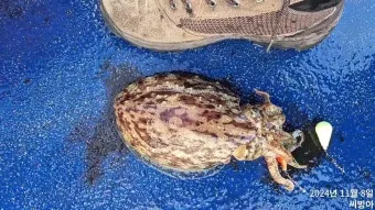 갑오징어 제철 시기 요리 레시피 황금레시피_15