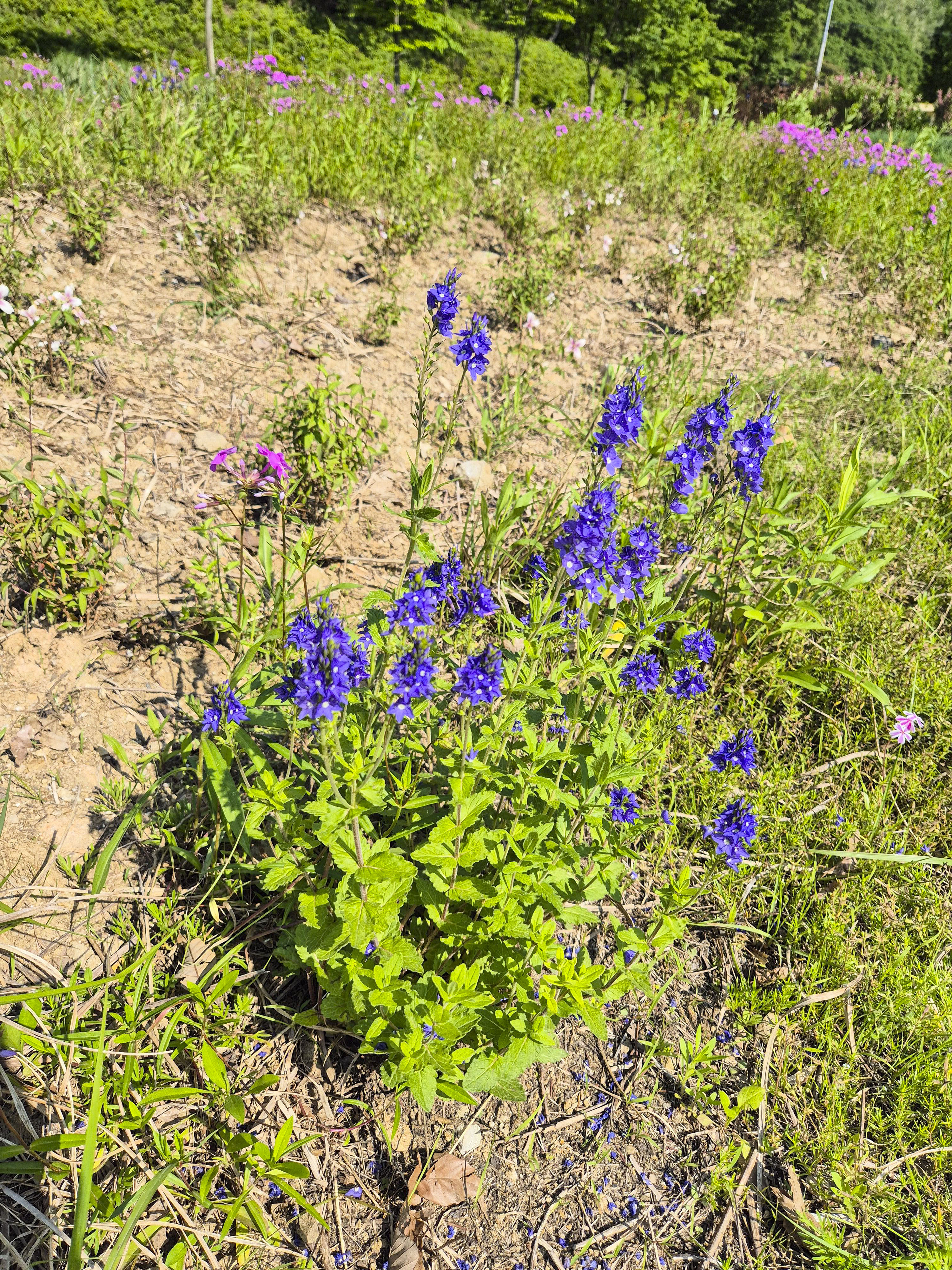 이제 막 여름이 되고 있어 듬성듬성 꽃이 피어 있다.