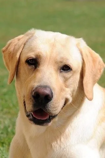 래브라도 리트리버 분양 가격 성격 장단점_6