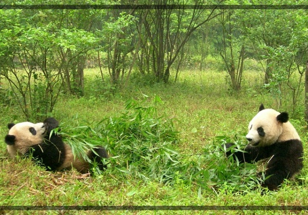 지구가 아파요. 6 귀여움의 아이콘 판다 생존 위기