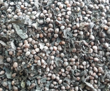 지역별 들깨 파종시기 비교 2