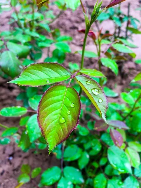 계절에 따른 자연 소리의 주파수 변화