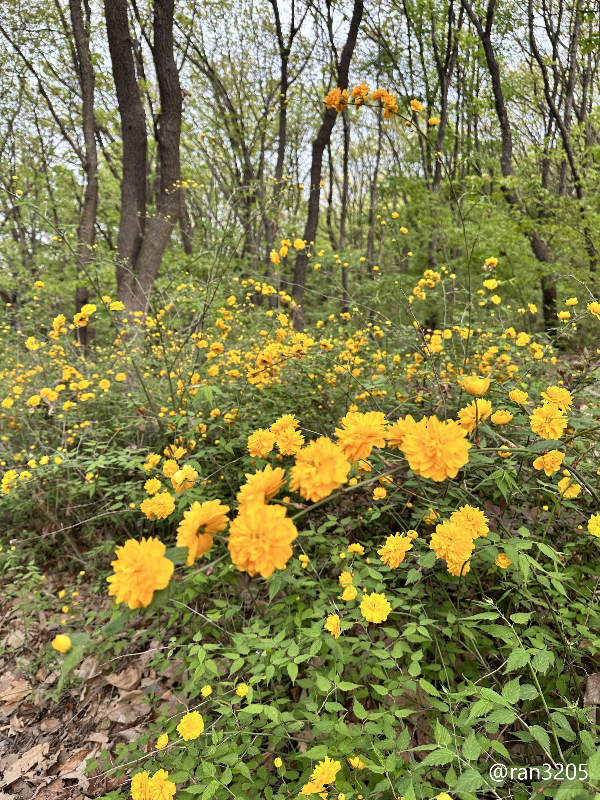 죽단화(겹황매화)