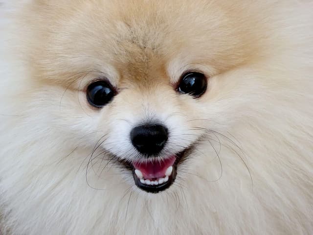 포메라니안 털 빠짐, 왜 이렇게 심할까?