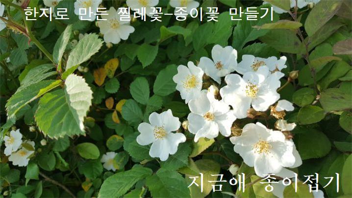 하얀 찔레꽃 모양입니다.