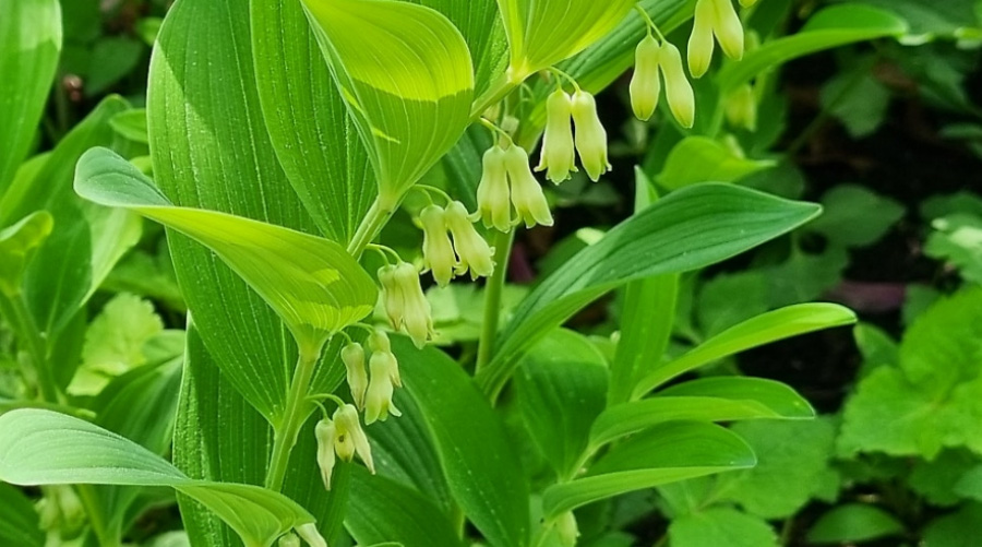 야생에서 잘 자라고 있는 대잎둥글레의 꽃과 잎을 확대를 하여 찍은 사진