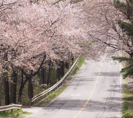 청주 벚꽃 명소