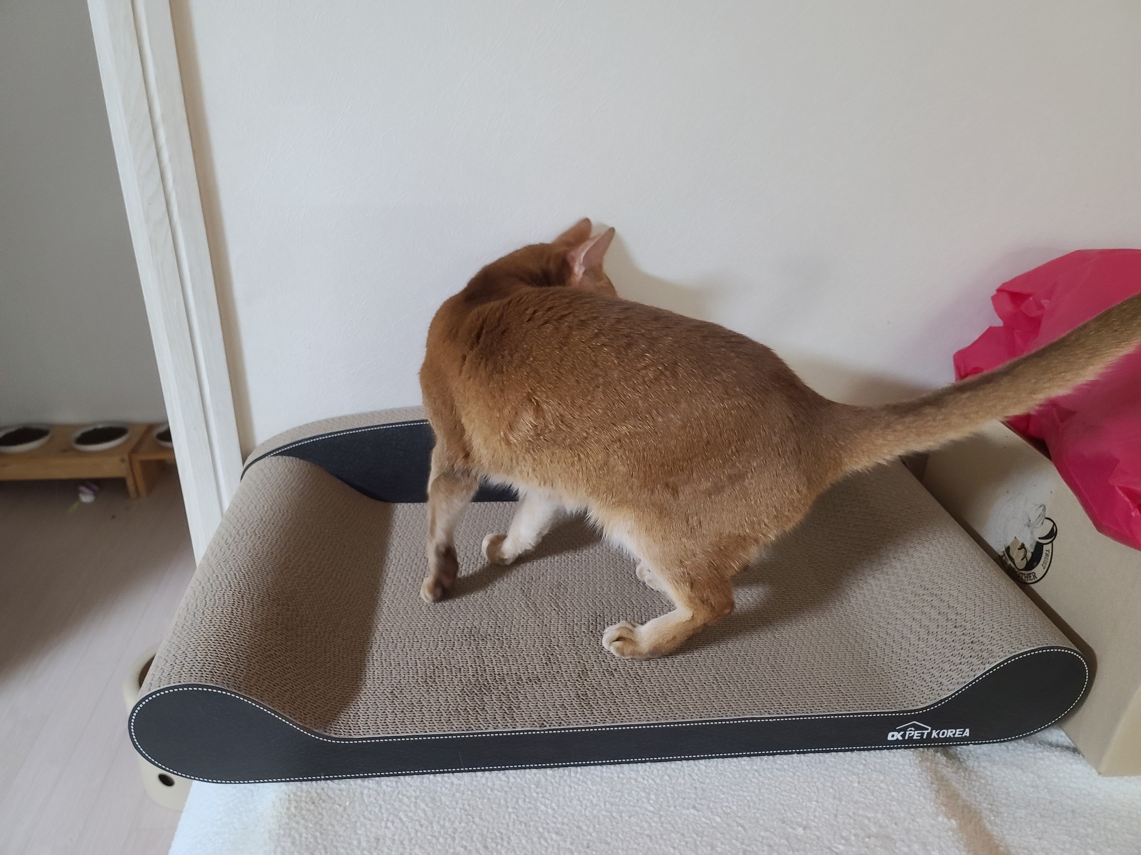 고양이들 스크래쳐를 교체했다.(자동차스크래쳐,침대형스크래쳐)