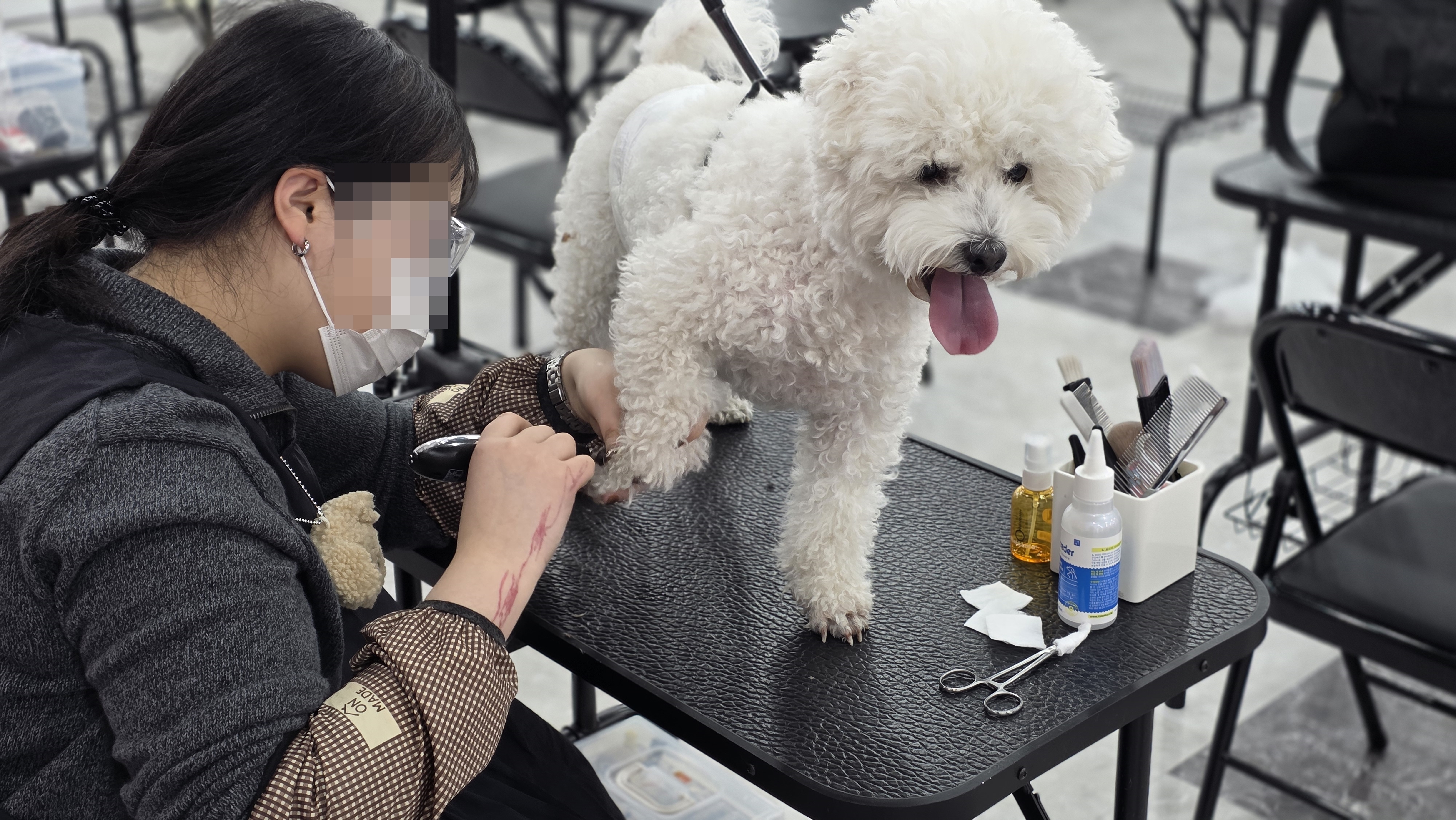 당진애견미용학원국비